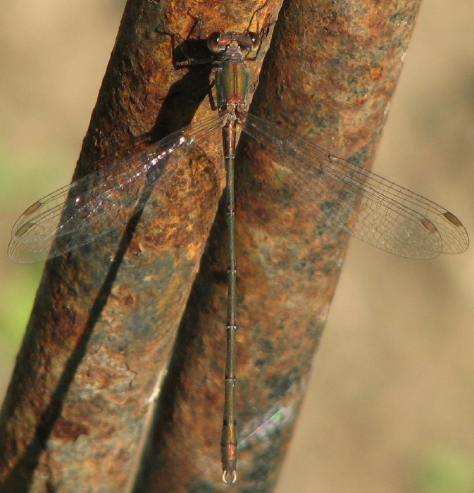 Chalcolestes viridis o parvidens?